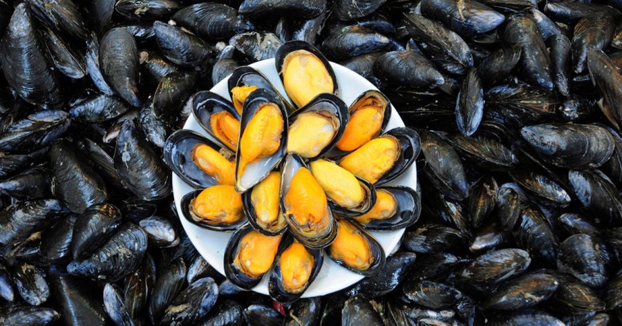 cozze